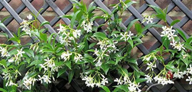 La Guida - Fiori per addobbare il balcone, il gelsomino rampicante