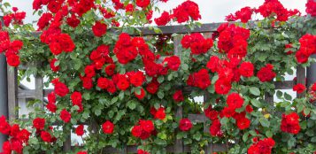 La Guida - Fiori per addobbare il balcone, la rosa rampicante