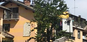 La Guida - Sciame di api sull’albero al centro di piazza dell’Olmo a Boves