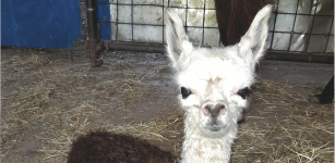 La Guida - Ad Ostana è nata una piccola femmina di Alpaca