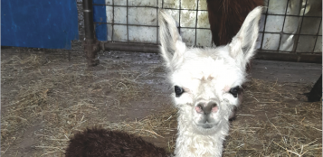 La Guida - Ad Ostana è nata una piccola femmina di Alpaca