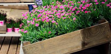 La Guida - Fiori per addobbare il balcone, il garofano