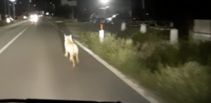 Lupo avvistato a Dronero La Guida - Lupo avvistato a Dronero