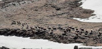 La Guida - Trenta stambecchi e due camosci insieme a pascolare