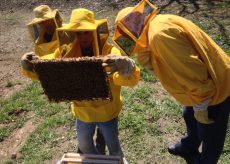 La Guida - Meteo pazzo, api ridotte alla fame e miele a rischio
