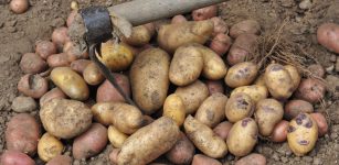 Le patate delle valli alpine cuneesi La Guida - Le patate delle valli alpine cuneesi