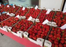 La Guida - Peveragno, domenica 13 giugno il mercato della fragola