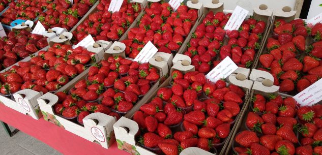 La Guida - Peveragno, domenica 13 giugno il mercato della fragola