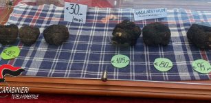 Tartufi venduti in periodo non consentito, commerciante sanzionato ad Alba La Guida - Tartufi venduti in periodo non consentito, commerciante sanzionato ad Alba