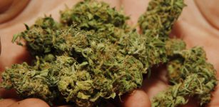 Controlli sui lavoratori irregolari portano a oltre 60 chili di droga La Guida - Controlli sui lavoratori irregolari portano a oltre 60 chili di droga