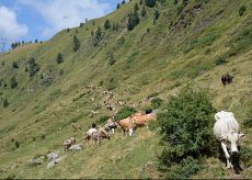 La Guida - Possibile l’alpeggio sulle montagne d’Oltralpe