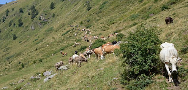 La Guida - Possibile l’alpeggio sulle montagne d’Oltralpe