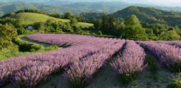 La Guida - Fioritura della lavanda, a Sale San Giovanni cambia la viabilità