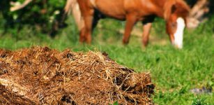 La Guida - Una “tribù” di animali e un sistema fognario inadeguato, finisce in tribunale