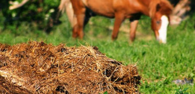 Una “tribù” di animali e un sistema fognario inadeguato, finisce in tribunale La Guida - Una “tribù” di animali e un sistema fognario inadeguato, finisce in tribunale