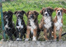 La Guida - Cuccioli di cane, una condanna per frode in commercio