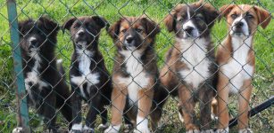 La Guida - Cuccioli di cane, una condanna per frode in commercio
