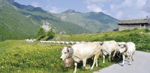 La Guida - Siccità, in alpeggio mancano erba e acqua per il bestiame