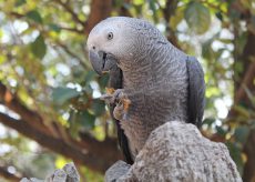 La Guida - Guardia zoofila a processo per un pappagallo cinerino conteso