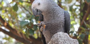 Guardia zoofila a processo per un pappagallo cinerino conteso La Guida - Guardia zoofila a processo per un pappagallo cinerino conteso