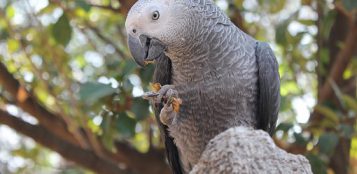 La Guida - Guardia zoofila a processo per un pappagallo cinerino conteso