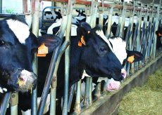 La Guida - Il settore lattiero-caseario nel dopo Covid, confronto a Cuneo