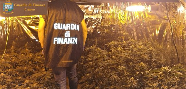 La Guida - Coltivava 100 piante di marijuana in una serra, arrestato (video)