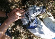 La Guida - Cane intrappolato in una tagliola: liberato dai Vigili del Fuoco