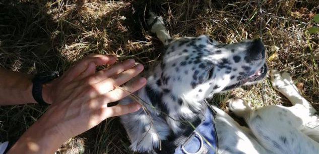 La Guida - Cane intrappolato in una tagliola: liberato dai Vigili del Fuoco