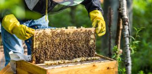 La Guida - “I fondi europei per garantire la biodiversità vadano agli apicoltori”