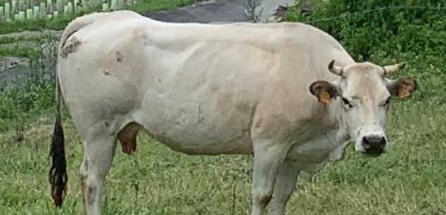 La Guida - Sampeyre, visita guidata all’azienda agricola biologica Rebuffati