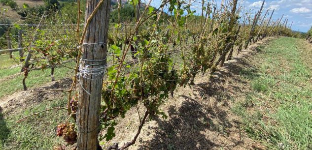 La Guida - Vitivinicoltura, la Regione finanzia 91 interventi in Granda per la ristrutturazione dei vigneti