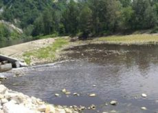 La Guida - Acqua marrone e pesci morti nel Tanaro: l’Arpa indaga