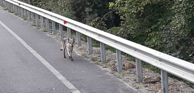 La Guida - Lupo sulla statale a Robilante