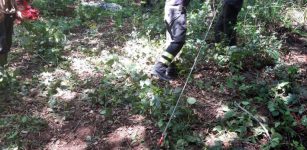 La Guida - Vacca bloccata in un pantano, interviene il SAF di Cuneo