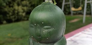 La Guida - A Farigliano da un cetriolo è nato il piccolo Buddha