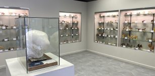 La Guida - Due collezioni al museo del Fungo e delle Scienze Naturali