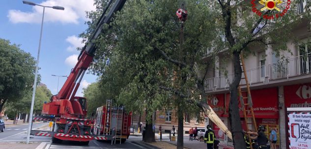 La Guida - Camion urta un ramo in corso IV novembre a Cuneo