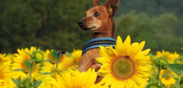 La Guida - A Farigliano si conclude il contest fotografico sui girasoli