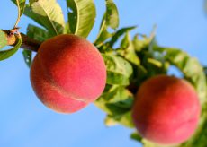 La Guida - Annata negativa per le pesche, mentre i piccoli frutti fanno da traino