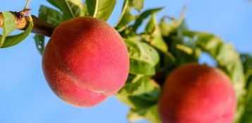 La Guida - Annata negativa per le pesche, mentre i piccoli frutti fanno da traino