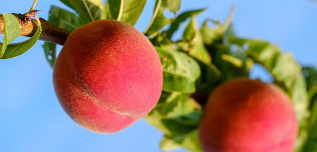 La Guida - Annata negativa per le pesche, mentre i piccoli frutti fanno da traino