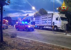 La Guida - Camion carico di maiali si rovescia in via Cuneo a Fossano