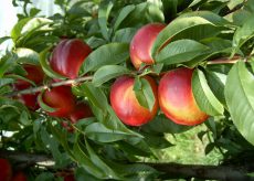 La Guida - In Granda perdite del 60 e 80% nella raccolta di frutta