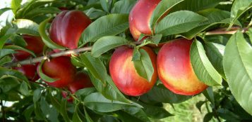 La Guida - In Granda perdite del 60 e 80% nella raccolta di frutta