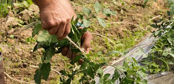 La Guida - Sughi, conserve e marmellate fatte in carcere, a Fossano