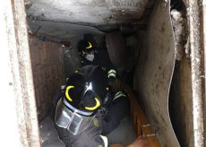La Guida - Vigili del fuoco salvano un gattino