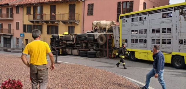 La Guida - Camion carico di bovini si rovescia in una curva a Margarita