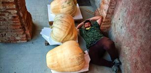 La Guida - Farigliano, in mostra le zucche giganti dell’assessore