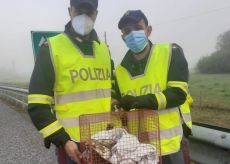 La Guida - Rapace ferito viene salvato in autostrada dai poliziotti monregalesi